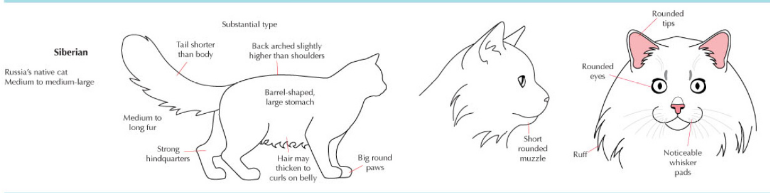 siberian cat breed appearance
